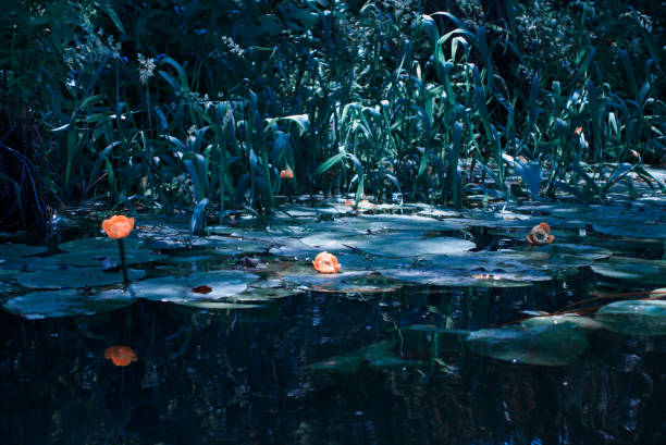 Water lilies on the river on a summer evening.