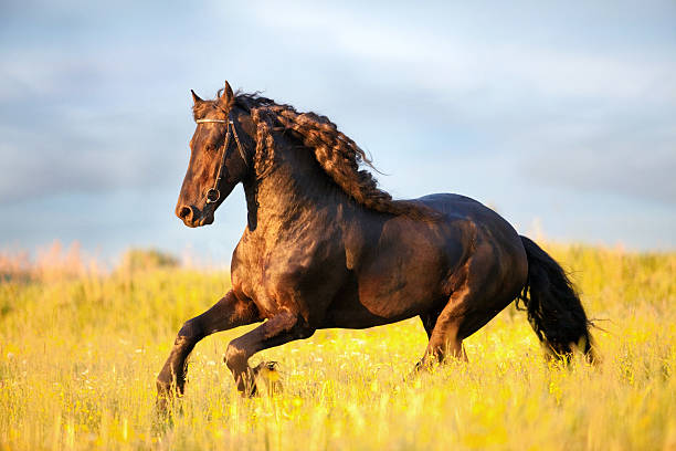 istock Friesian stallion gallop in sunset 137815876