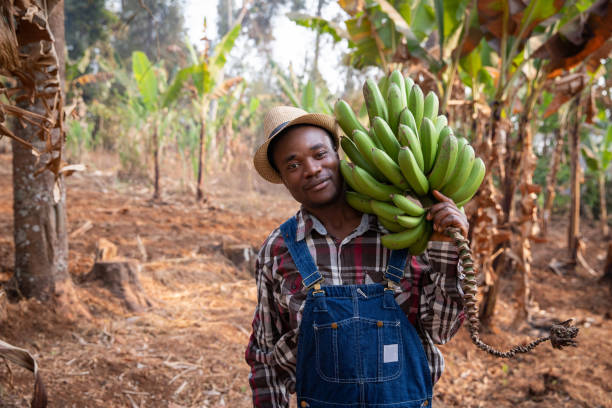 un joven agricultor africano en su plantación de plátanos acaba de recolectar un montón de plátanos. agricultor en el trabajo - banana tree fotografías e imágenes de stock