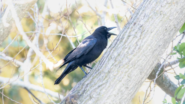 Raven perched and calling out A large Raven perched in the tree squawking all day raven corvus corax bird squawking stock pictures, royalty-free photos & images