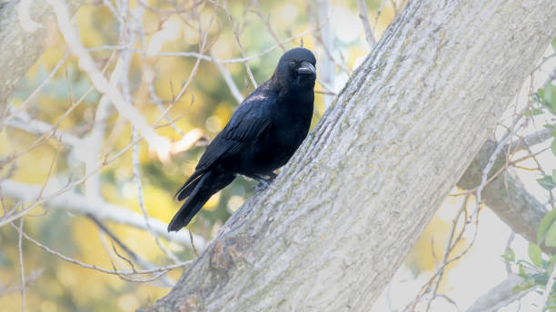 Raven perched and calling out A large Raven perched in the tree squawking all day raven corvus corax bird squawking stock pictures, royalty-free photos & images