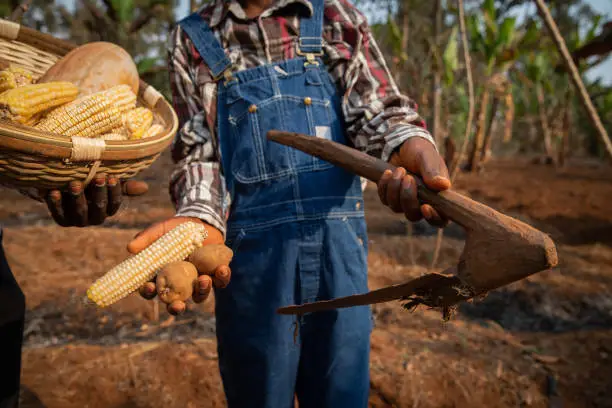 Close-up of the hands of two farmers holding a basket with the harvest, potatoes, a pumpkin, corn and a hoe, focus on the hoe