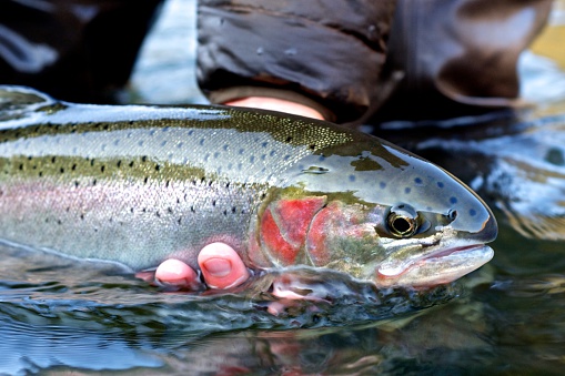 This steelhead trout was caught fly fishing and is about to be released.