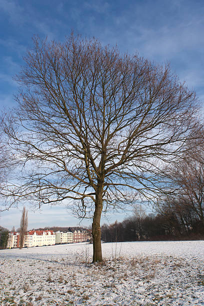 tree on meadow en invierno - color image gelsenkirchen ruhr architecture fotografías e imágenes de stock