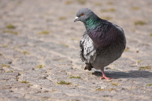 Pidgeon with one leg, standing on a cobbleroad