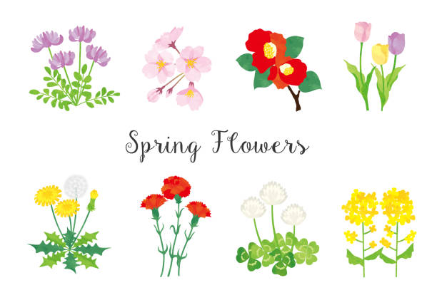 illustrazioni stock, clip art, cartoni animati e icone di tendenza di immagine della primavera
set di materiali floreali - clover field blue crop