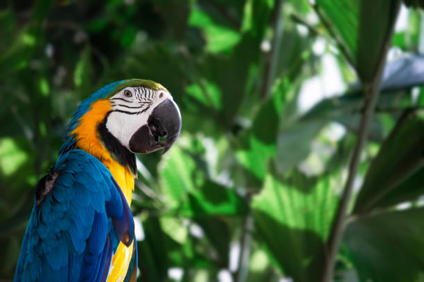 istock Parrot in the zoo. Real bird. 1378187154