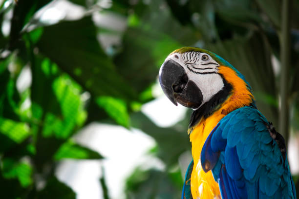 istock Parrot portrait. Life animal. 1378187162