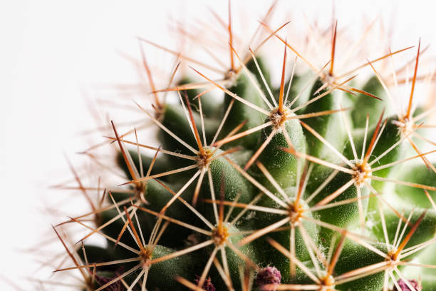 istock Macro shot of cactus. 1378187340