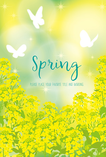Background material of rape blossoms with the image of spring