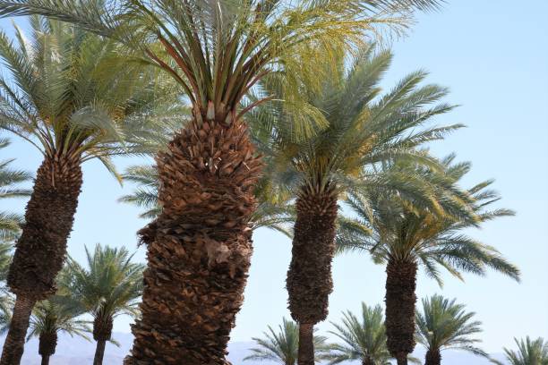 Rows of California date palm trees Rows of green California date palm trees in Palm Desert area of CA against blue skies. palm desert pool stock pictures, royalty-free photos & images