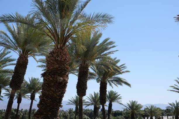 Rows of California date palm trees Rows of green California date palm trees in Palm Desert area of CA against blue skies. palm desert pool stock pictures, royalty-free photos & images