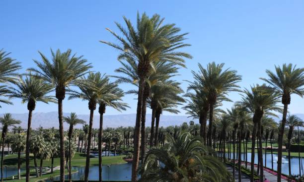 Rows of California date palm trees Rows of green California date palm trees in Palm Desert area of CA against blue skies. palm desert pool stock pictures, royalty-free photos & images