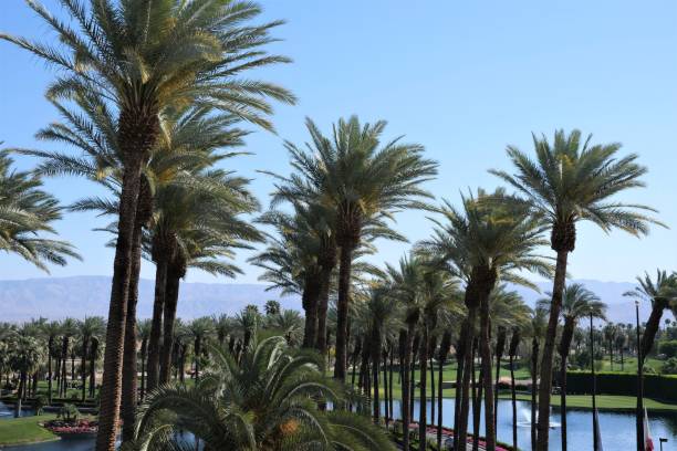 Rows of California date palm trees Rows of green California date palm trees in Palm Desert area of CA against blue skies. palm desert pool stock pictures, royalty-free photos & images