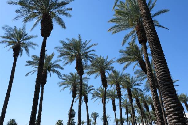 Rows of California date palm trees Rows of green California date palm trees in Palm Desert area of CA against blue skies. palm desert pool stock pictures, royalty-free photos & images