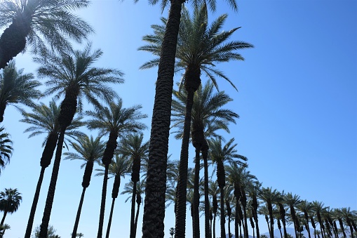 Rows of green California date palm trees in Palm Desert area of CA against blue skies.