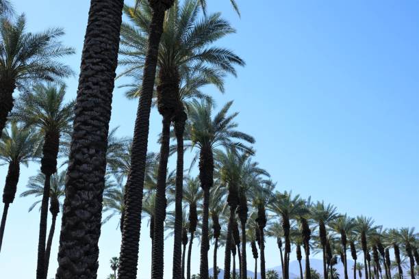 Rows of California date palm trees Rows of green California date palm trees in Palm Desert area of CA against blue skies. palm desert pool stock pictures, royalty-free photos & images