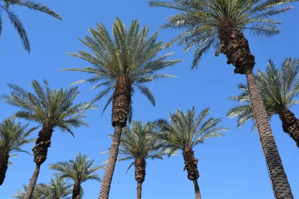 Rows of California date palm trees Rows of green California date palm trees in Palm Desert area of CA against blue skies. palm desert pool stock pictures, royalty-free photos & images