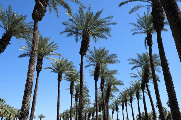 Rows of California date palm trees Rows of green California date palm trees in Palm Desert area of CA against blue skies. palm desert pool stock pictures, royalty-free photos & images