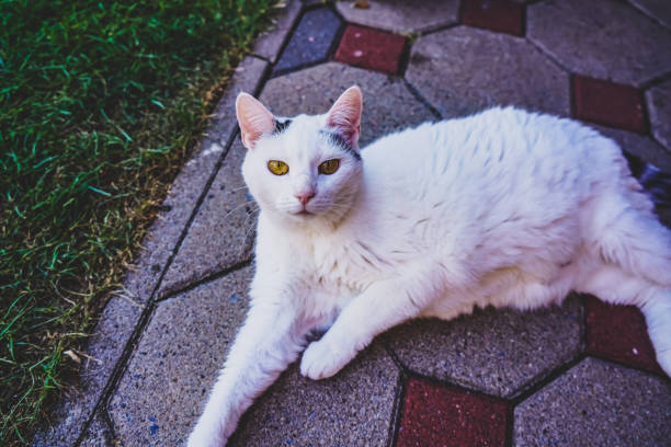 A cat lying relaxed on the floor.