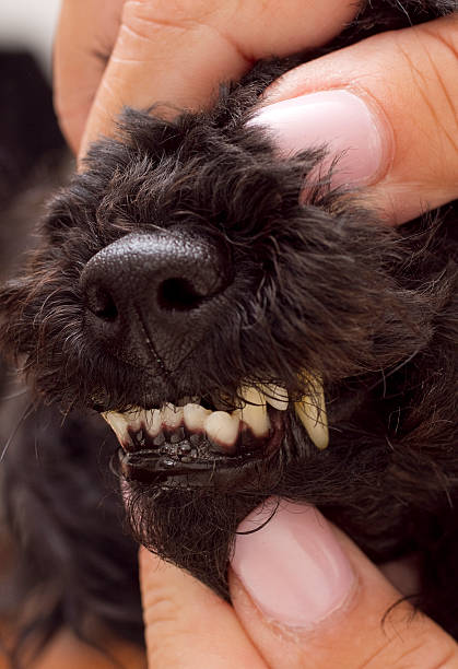 istock Buck Tooth Beauty 137820278