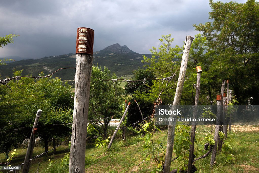 Vigneti.  Immagine a colori - Foto stock royalty-free di Agricoltura