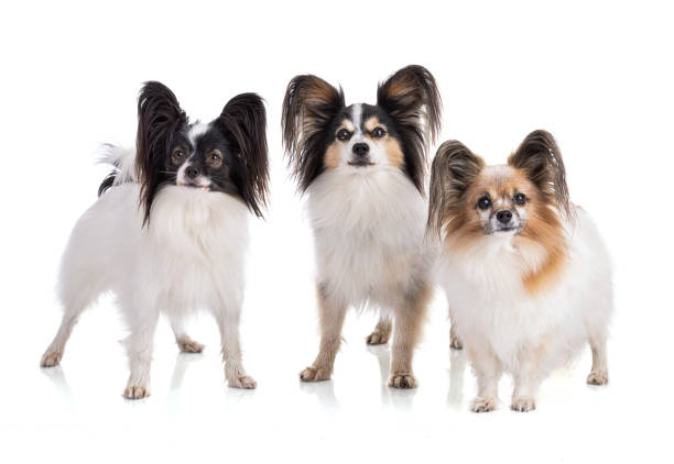 istock Three Continental toy spaniel, papillon Dog Isolated 1378209649