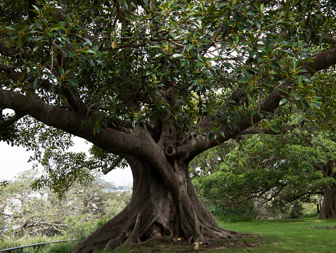 Moreton Bay Fig in the Botanical Gardens, Sydney. Botanical name Ficus Macrophylla