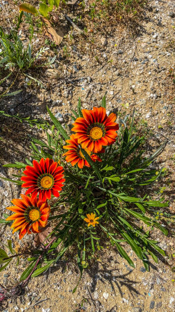 istock Gazania blossoms 1378221961