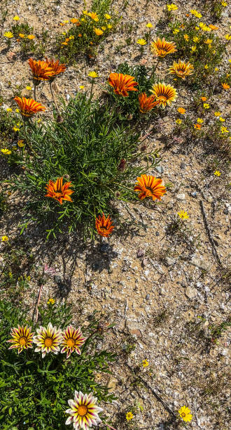 istock Gazania blossoms 1378221988