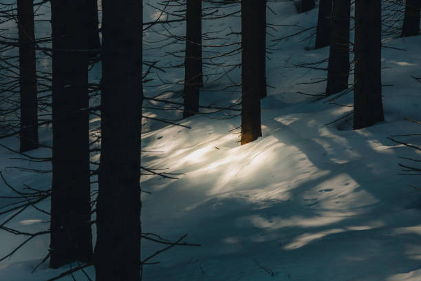 Evergreen pines and firs creating a dense forest landscape with fresh winter snow covering the ground