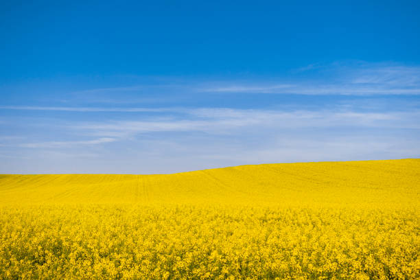 Rapeseed field in yellow and blue landscape color similar to Ukrainian flag Landscape photography of rapeseed. Canola field and blue sky in background. Yellow flower with blue sky. Ukraine flag like picture. landscape arch photos stock pictures, royalty-free photos & images