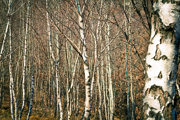 Salas Birch árboles - foto de stock