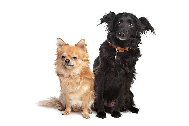 istock chihuahua and a black mixed breed dog 137822987