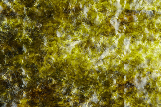 Nori texture close up. Nori texture macro shot, asian seaweed close up. nori edible seaweed sheet stock pictures, royalty-free photos & images