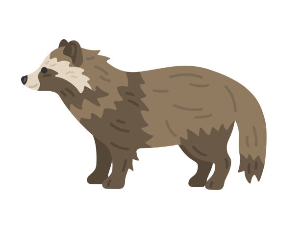 енотови́дная соба́ка. - raccoon dog stock illustrations