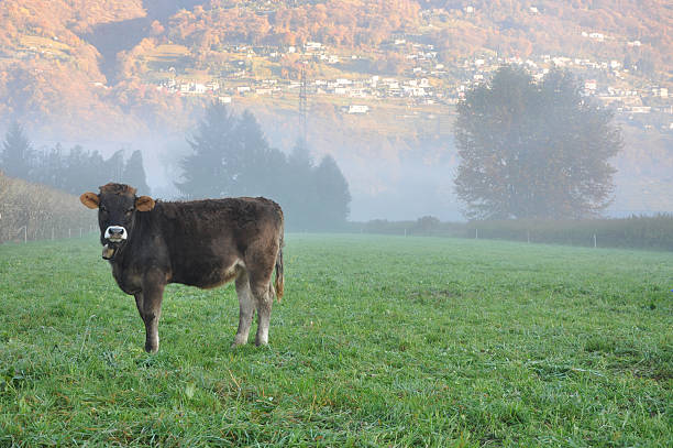 istock Cow in the fog 137825389