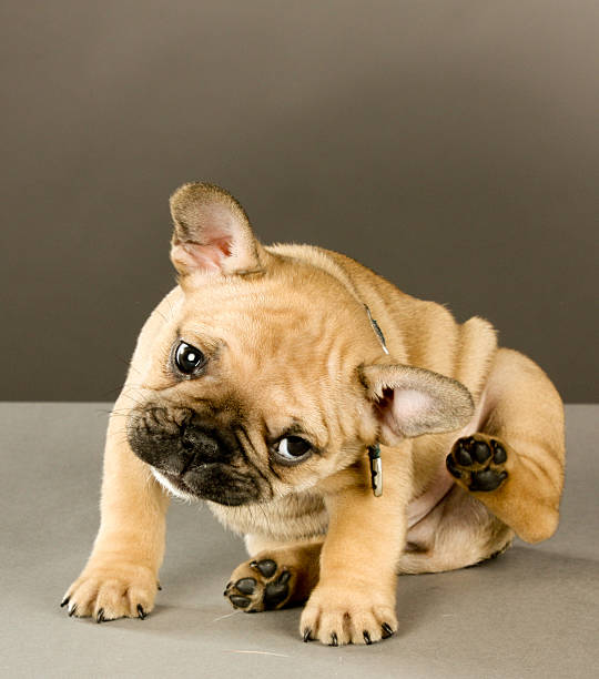 adorabile cucciolo di graffiare - cute animal purebred dog brown foto e immagini stock