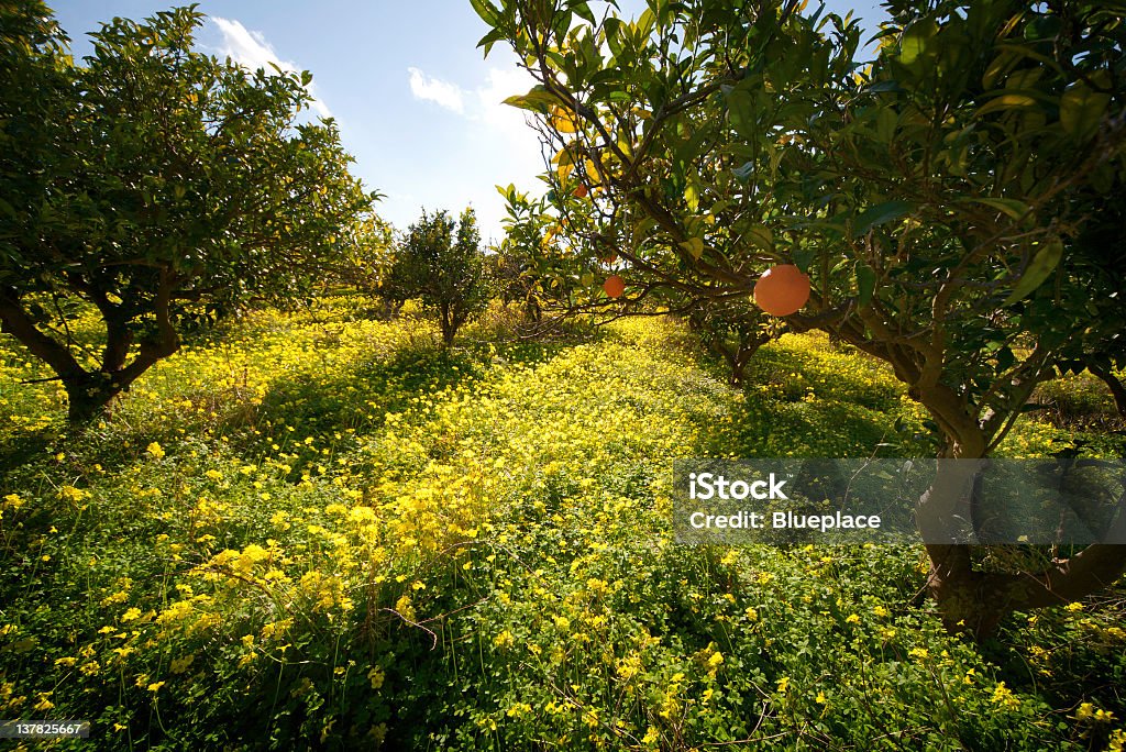 Citrus grove - Foto de stock de Arboleda libre de derechos