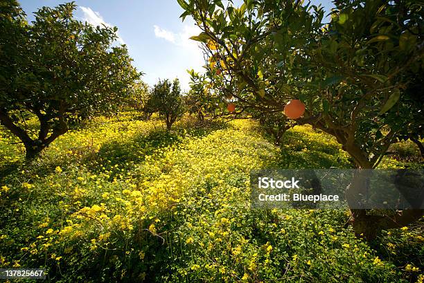 Citrus Grove Foto de stock y más banco de imágenes de Arboleda - Arboleda, Naranjo, Sicilia