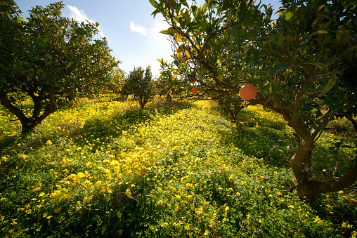 Orange fruits harvesting in Spain. Mandarin and Orange fruit farm field. Drought weather conditions have had impact on citrus production and Harvest season in Spain. Mandarin trees at farm plant.