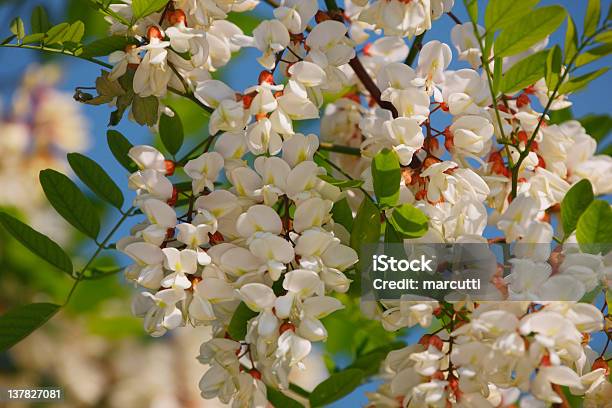 Acacia Flowers Stock Photo - Download Image Now - Blossom, Blue, Close-up