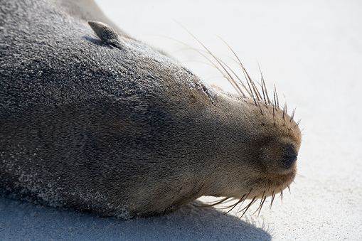 Large male South American sea lion, Otaria byronia, isolated on white