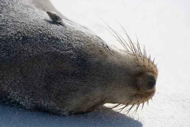 Photo of Galapagos Sea lion ( Zalophus wollebacki ) on a beach at Gardner