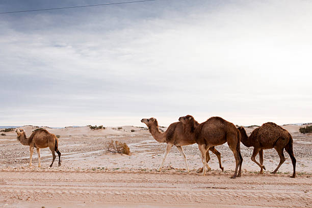 Camel Caravan in the White Desert National Park (Egypt)