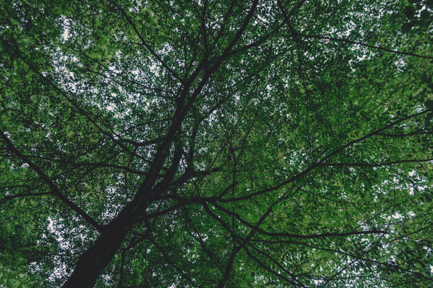 A green treetop in summer.