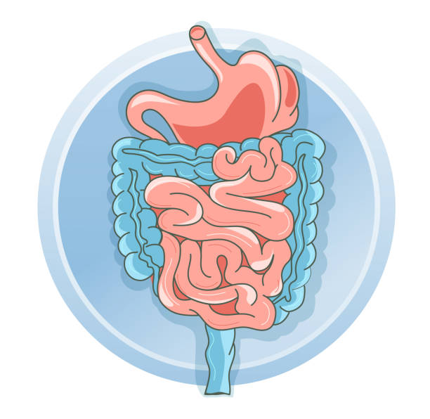 flache vektorabbildung menschliches organ magen und darm - verdauungstrakt stock-grafiken, -clipart, -cartoons und -symbole