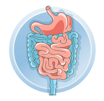 Flat vector illustration human organ stomach and intestine