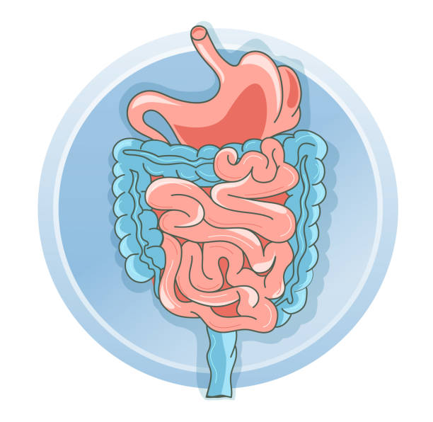 Flat vector illustration human organ stomach and intestine vector art illustration