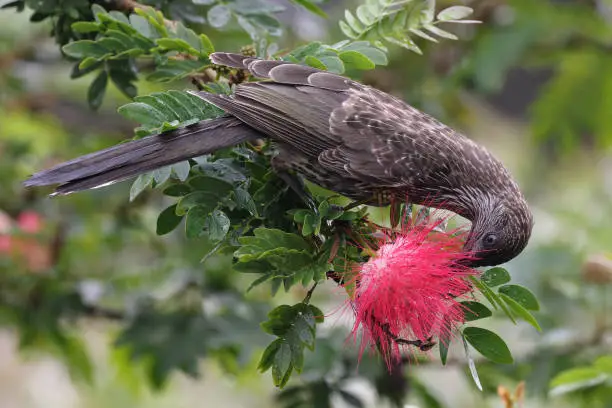 Little Wattle Bird feeding on nectar of the Mexican Flame Bush